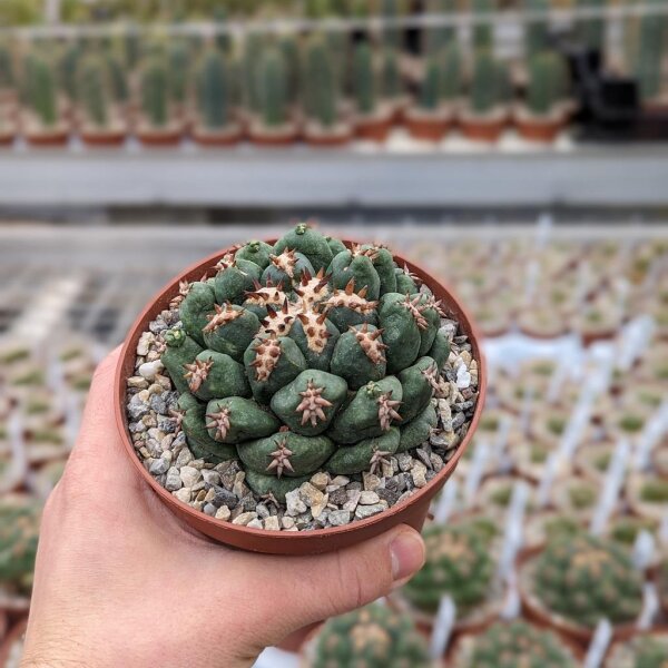 Coryphantha elephantidens cv. Brevispinus