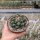 Coryphantha elephantidens cv. Brevispinus