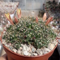Mammillaria surculosa