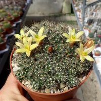 Mammillaria surculosa