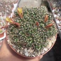 Mammillaria surculosa