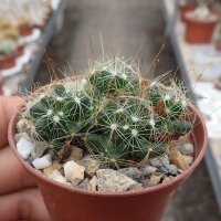 Mammillaria surculosa