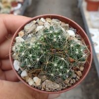 Mammillaria surculosa