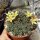 Mammillaria surculosa