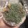 Mammillaria surculosa