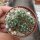 Mammillaria surculosa