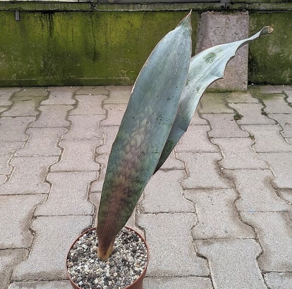 Sansevieria spec.