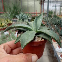 Agave spec.