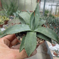 Agave spec.