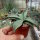 Agave spec.