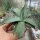 Agave spec.