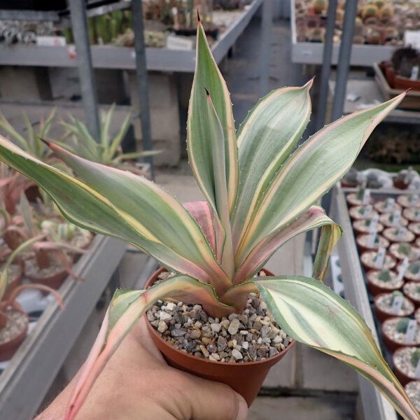 Furcraea foetida cv. Mediopicta