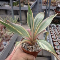 Furcraea foetida cv. Mediopicta