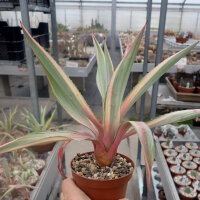 Furcraea foetida cv. Mediopicta