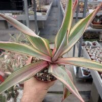 Furcraea foetida cv. Mediopicta