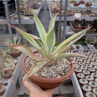 Furcraea foetida cv. Mediopicta