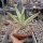 Furcraea foetida cv. Mediopicta