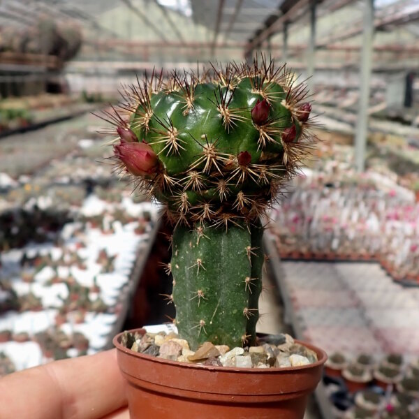Sulcorebutia sanpedroensis MN 623 gepfr.