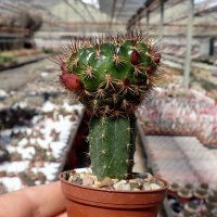 Sulcorebutia sanpedroensis MN 623 gepfr.