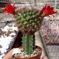 Sulcorebutia sanpedroensis MN 623 gepfr.