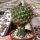 Sulcorebutia sanpedroensis MN 623 gepfr.