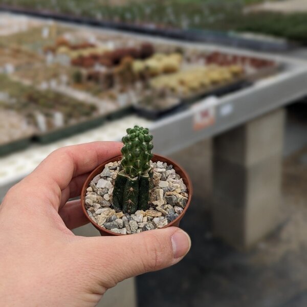 Neowerdermannia spec. Tarapaca, Putre, Chile gepfr.