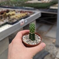 Neowerdermannia spec. Tarapaca, Putre, Chile gepfr.