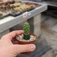 Neowerdermannia vorwerkii KK 648