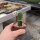 Neowerdermannia vorwerkii KK 648
