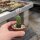 Neowerdermannia vorwerkii KK 648