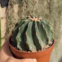 Ferocactus glaucescens cv. inermis