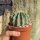Ferocactus glaucescens cv. inermis