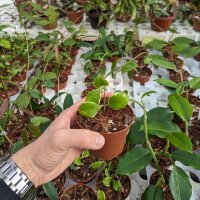 Hoya heuschkeliana cv. Albomarginata