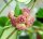 Hoya heuschkeliana cv. Albomarginata
