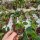 Hoya heuschkeliana cv. Albomarginata