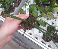 Hoya insularis