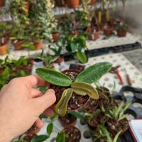 Hoya vangviengiensis