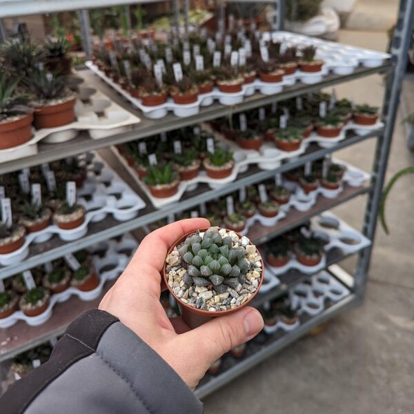 Haworthia cooperi