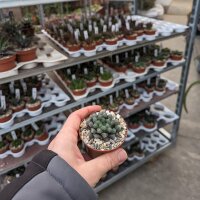 Haworthia cooperi