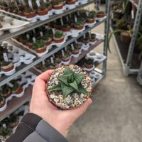 Haworthia tesselata