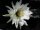 Trichocereus pachanoi-hybr. XL
