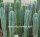 Trichocereus pachanoi-hybr. XL