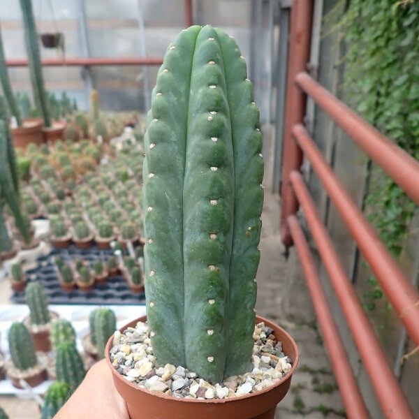 Trichocereus pachanoi cv. Blue epidermis