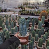 Trichocereus pachanoi cv. Blue epidermis