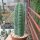 Trichocereus pachanoi cv. Blue epidermis