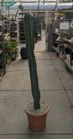 Cereus peruvianus XL