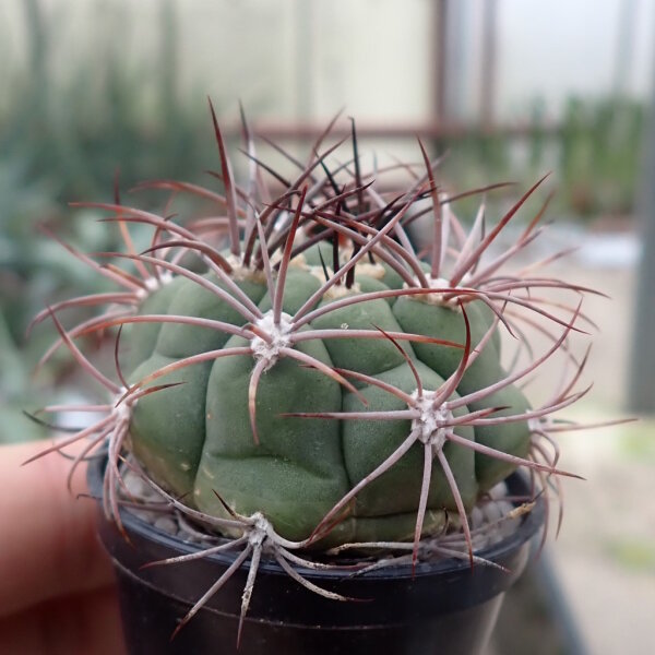 Gymnocalycium tilcarense VOS 1578