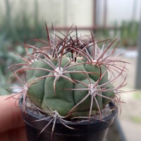 Gymnocalycium tilcarense VOS 1578