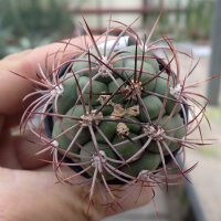 Gymnocalycium tilcarense VOS 1578