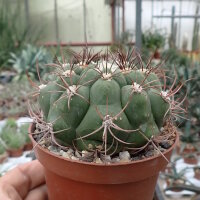 Gymnocalycium tilcarense VOS 1578